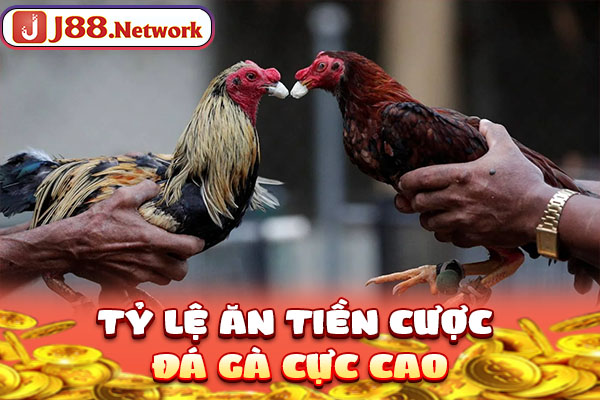Tỷ lệ ăn tiền cược đá gà cực cao Tỷ lệ ăn tiền cược đá gà cực cao